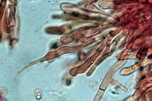 Phanerochaete martelliana ? (P. martelliana)